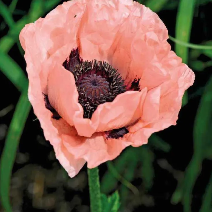 Pavot D'Orient Rose - Le pot de 9 x 9 cm