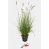 Pennisetum Alopecuroides Hameln Touffe en pot de 3 L vert
