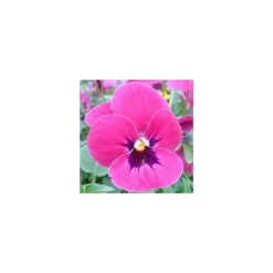 Pensée à grandes fleurs - La barquette de 6 plants