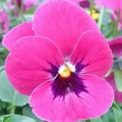 Pensée à grandes fleurs - La jardinière de 40 cm