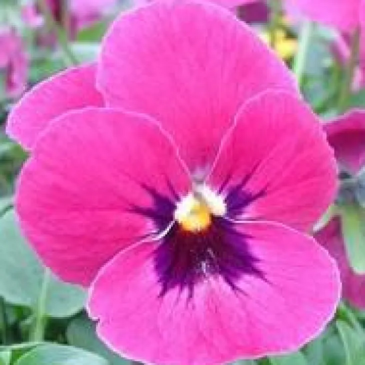 Pensée à grandes fleurs - La jardinière de 40 cm