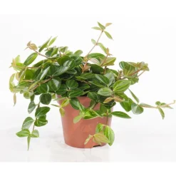 Peperomia angulata