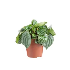 Peperomia Argyreia Ø 12cm