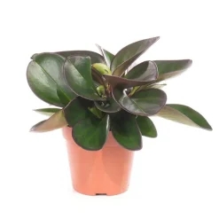 Peperomia clusifolia