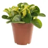 Peperomia obtusifolia panaché 25 cm. Le pot de 15 cm