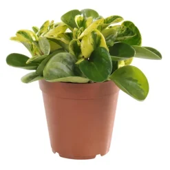Peperomia obtusifolia panaché 25 cm. Le pot de 15 cm
