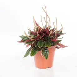 Peperomia rosso