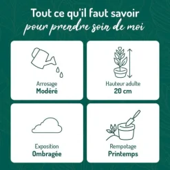 Peperomia rosso. Le pot de 15 cm