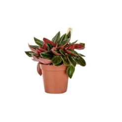 Peperomia Rosso plante baby en pot Ø 6 cm