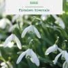 Perce neige ikariae botanic® - 10 bulbes