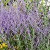 Perovskia Atriplicifolia Blue Spire