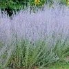 Perovskia Sauge de Siberie - Le pot de 9 x 9 cm