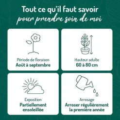 Perovskia Sauge de Siberie - Le pot de 9 x 9 cm