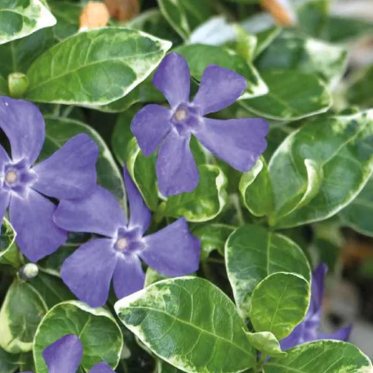 Pervenche Major Panachee - Le pot de 9 x 9 cm