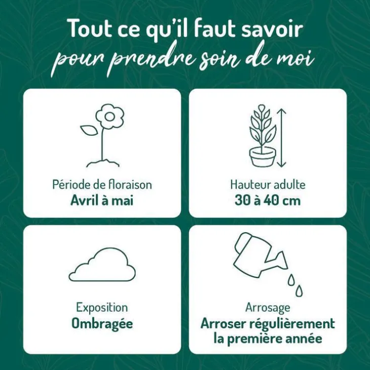 Pervenche Major Panachee - Le pot de 9 x 9 cm