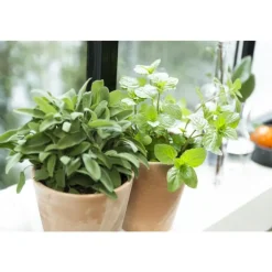 Petit cuvier rose Ø 15 cm