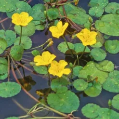 Petit nénuphar godet 9x9 cm