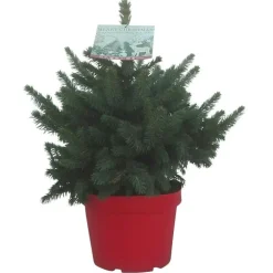Petit sapin naturel épicéa Picea Pungens Super Blue. Le pot de 5 litres