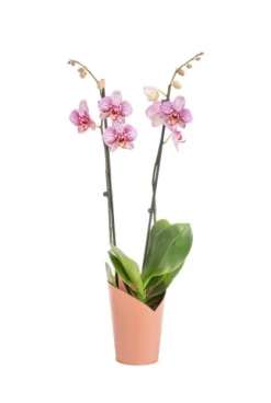Phalaenopsis 2 branches H 65 x Ø 12 cm avec cache pot
