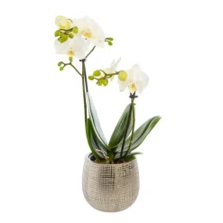 Phalaenopsis 2 brins avec cache pot en céramique. Le pot Ø 12 cm