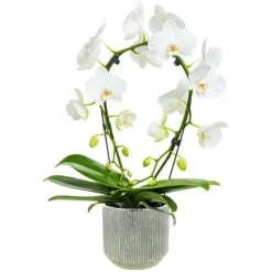 Phalaenopsis Arceau 2 branches botanic® multicolore + cache-pot