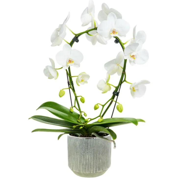 Phalaenopsis Arceau 2 branches botanic® multicolore + cache-pot