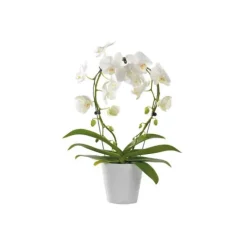 Phalaenopsis Arceau avec cache pot