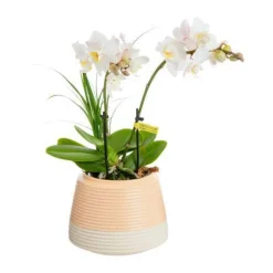 Phalaenopsis botanico nolina avec un pot en céramique coloris multicolore - Ø 9 cm