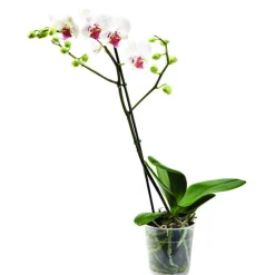 Phalaenopsis en pot Ø 9cm