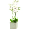 Phalaenopsis et cache-pot