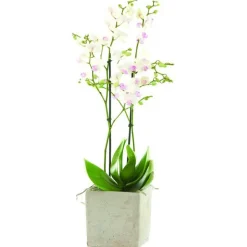 Phalaenopsis et cache-pot