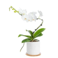 Phalaenopsis spirale 1 tige avec cache-pot blanc en céramique Ø 12 cm
