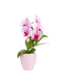 Phalaenopsis swan avec un cache-pot en céramique coloris blanc - Ø 7 cm H 30 cm
