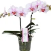 Phalaénopsis My Monroe avec cache-pot. Le pot de ø 12 cm