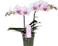 Phalaénopsis My Monroe avec cache-pot. Le pot de ø 12 cm