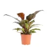 Philodendron Imperial Red pot Ø17xH8 cm