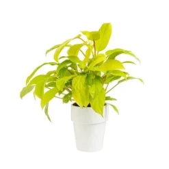 Philodendron Malay Gold pot Ø18xH50 cm