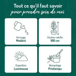 Philodendron Malay Gold pot Ø18xH50 cm