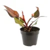 Philodendron Pink Princess pot Ø15 cm