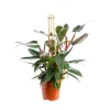 Philodendron Red Congo pot Ø19xH55 cm