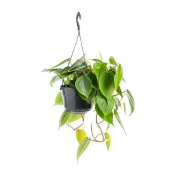 Philodendron Scandens suspension Ø18xH40 cm