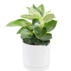 Philodendron White measure vert en pot blanc émaillé botanic®. Le pot Ø 15 cm