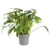 Philodendron Xanadu pot Ø21xH45 cm