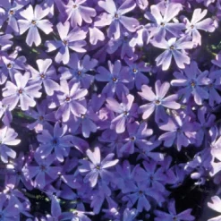 Phlox En Coussin Bleu - Le pot de 9 x 9 cm