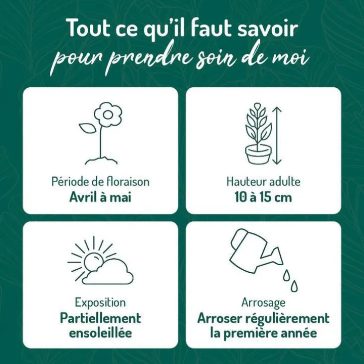 Phlox En Coussin rouge - Le pot de 9 x 9 cm