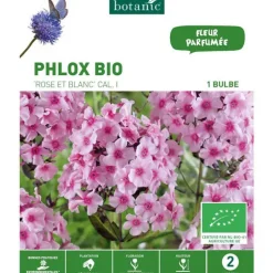 Phlox rose/blanc bio botanic® - 1 bulbe