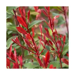 Photinia carré rouge en pot de 3 litres