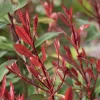 Photinia ‘Carré Rouge’ rouge. Le pot de 7L