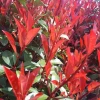 Photinia Carré Rouge rouge. Le pot de 3 litres