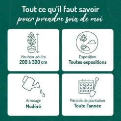 Photinia Red Robin - pot 7 L